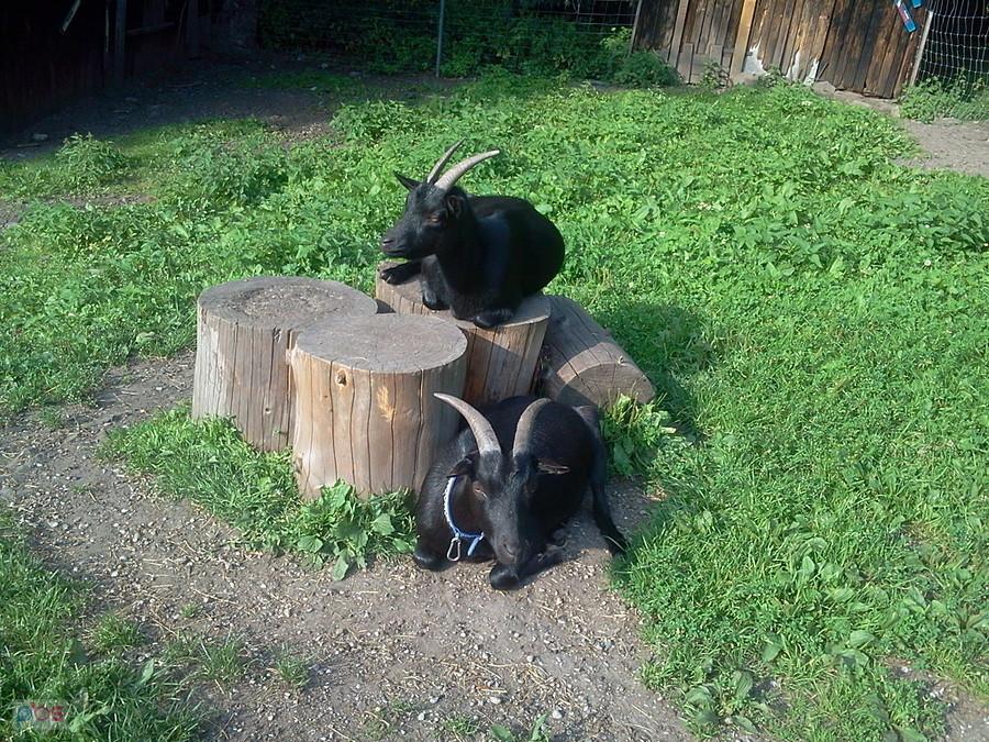 Kozy przy schronisku