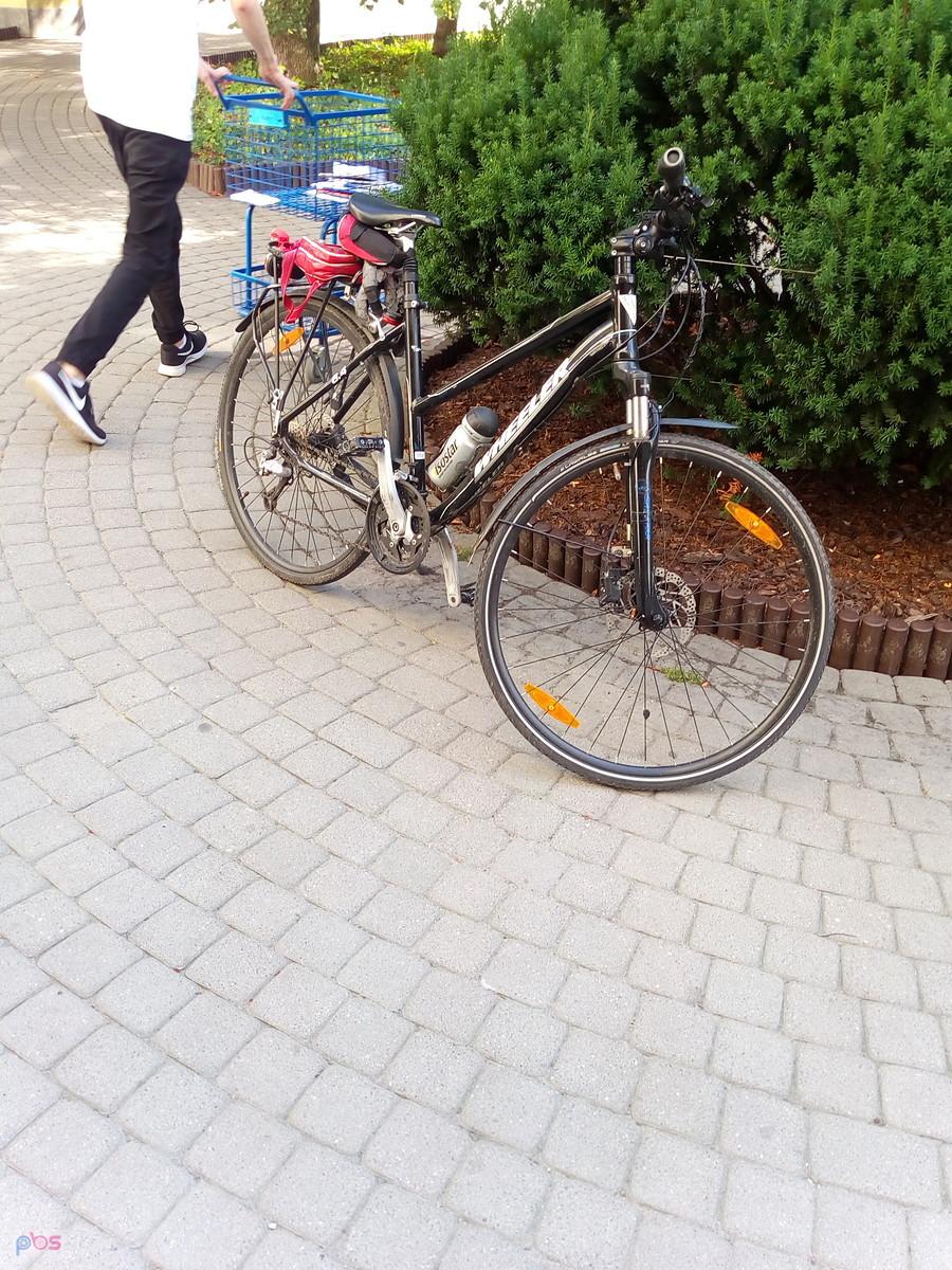 Czarnula na parkingu
