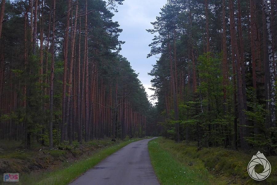 przez PK Puszczy Solskiej