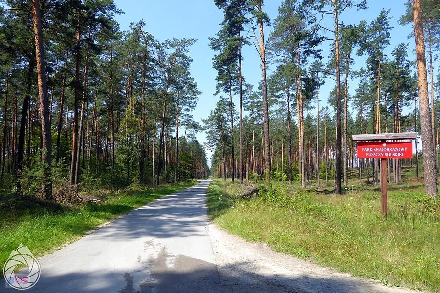 proste dukty Puszczy Solskiej