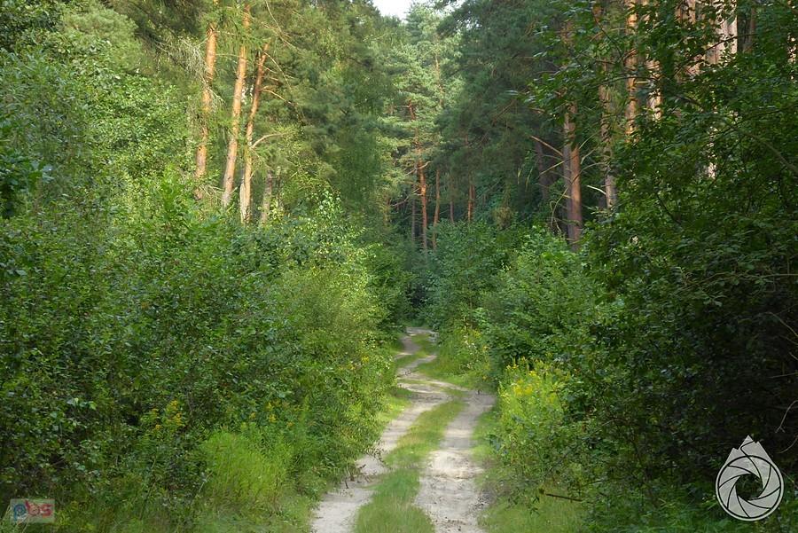 piaskowe drogi resztek Puszczy Sandomierskiej