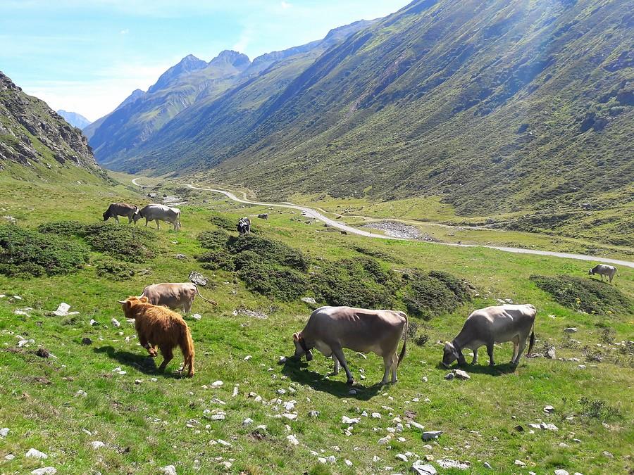 W drodze na Bielerhőhe. Silvretta-Hochalpenstrasse VIII.