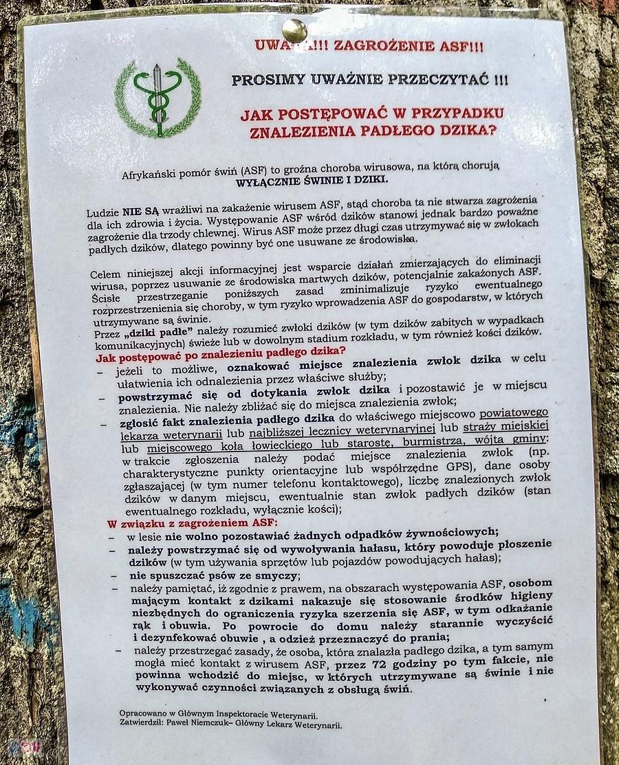 Debilny powód by eksterminować dziki... Może pora zainwestować w szczepionkę, a nie bawić się średniowiecznymi metodami