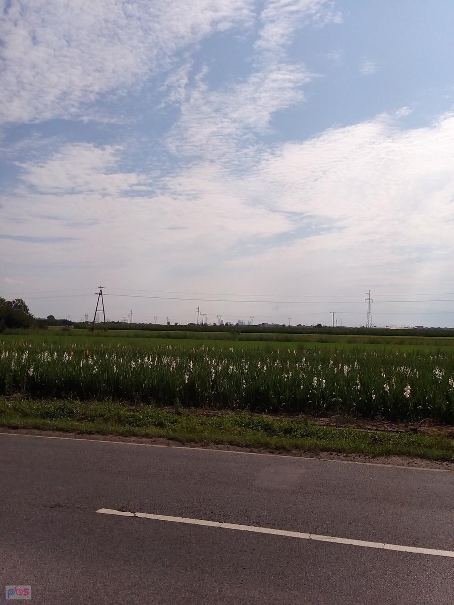 Pole mieczyków