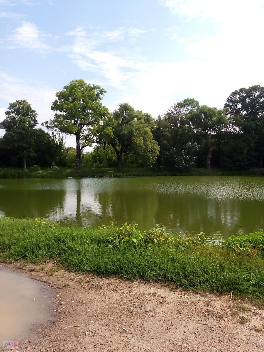 Staw w Ołtarzewie