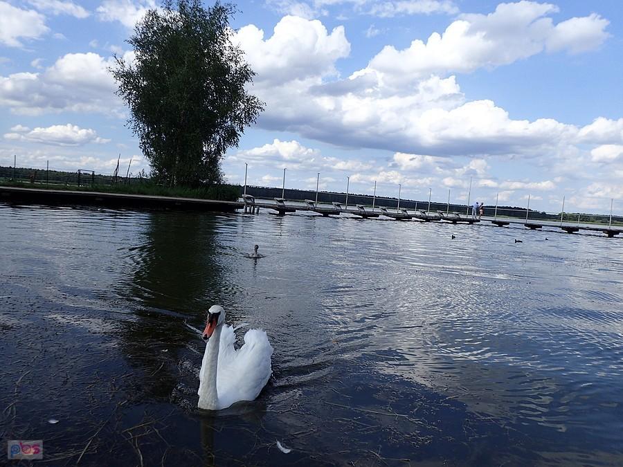 Łabędź na stawie Posmyk
