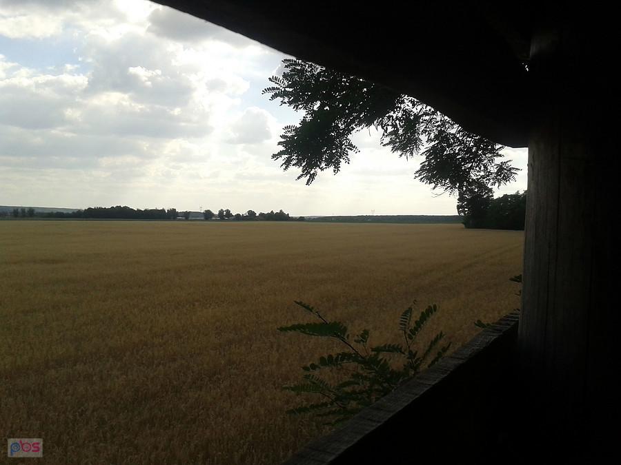 Złote lany, widok z ambony myśliwskiej