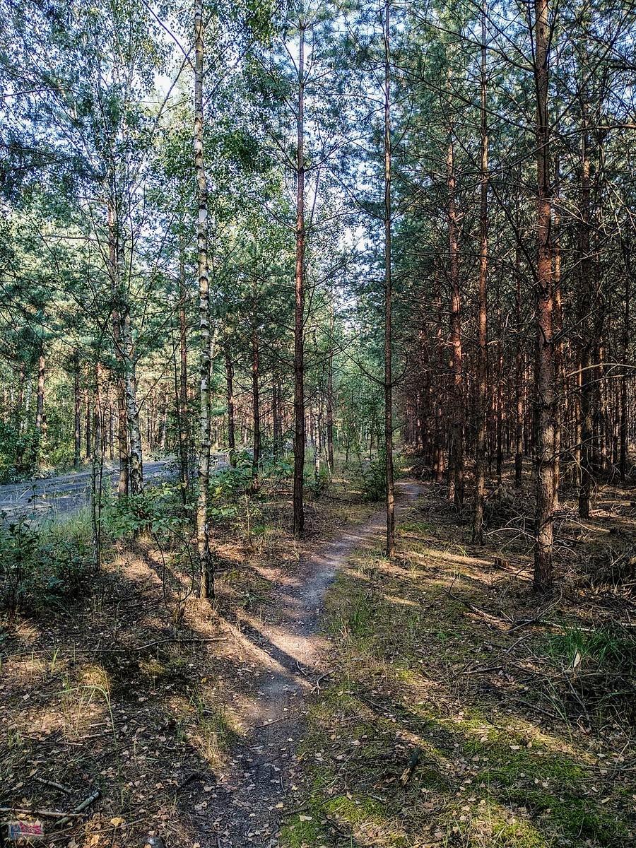 Wąska ścieżka na starej hałdzie w Makoszowach