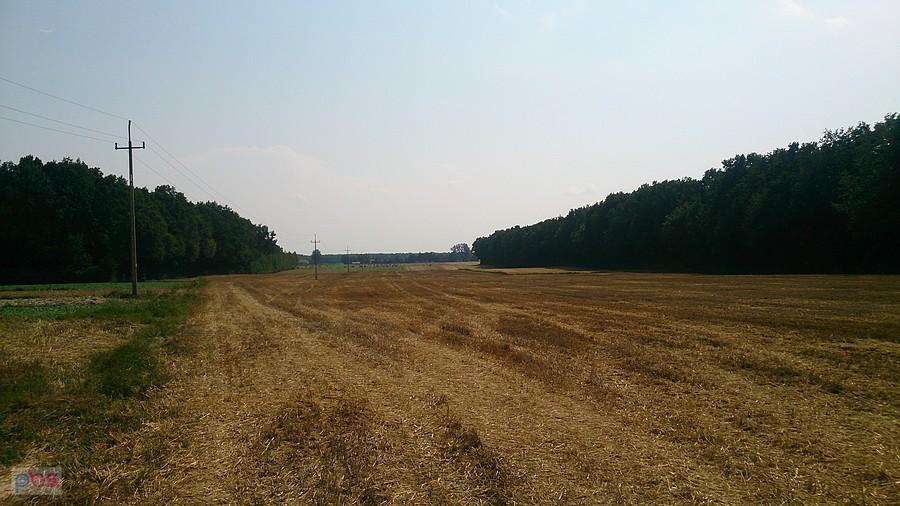 Pola w okolicach Łęczycy