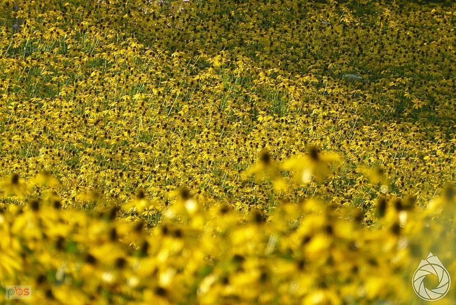 łany rudbekii
