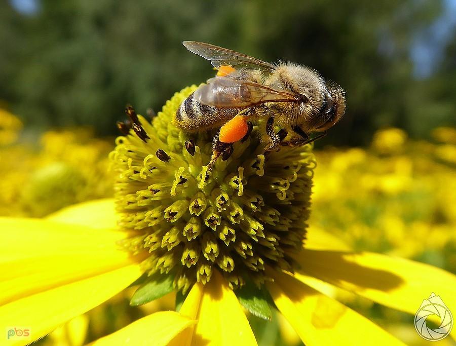 rudbekia jest dobrym pożytkiem przejściowym