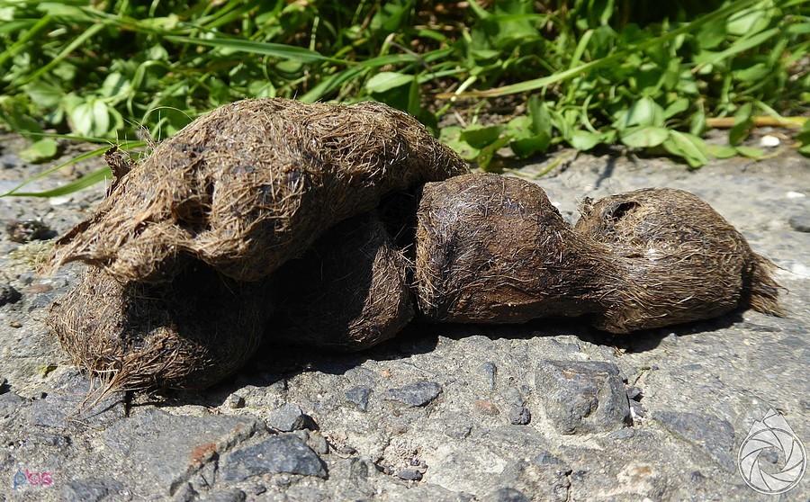 jeszcze pachnące odchody wilka