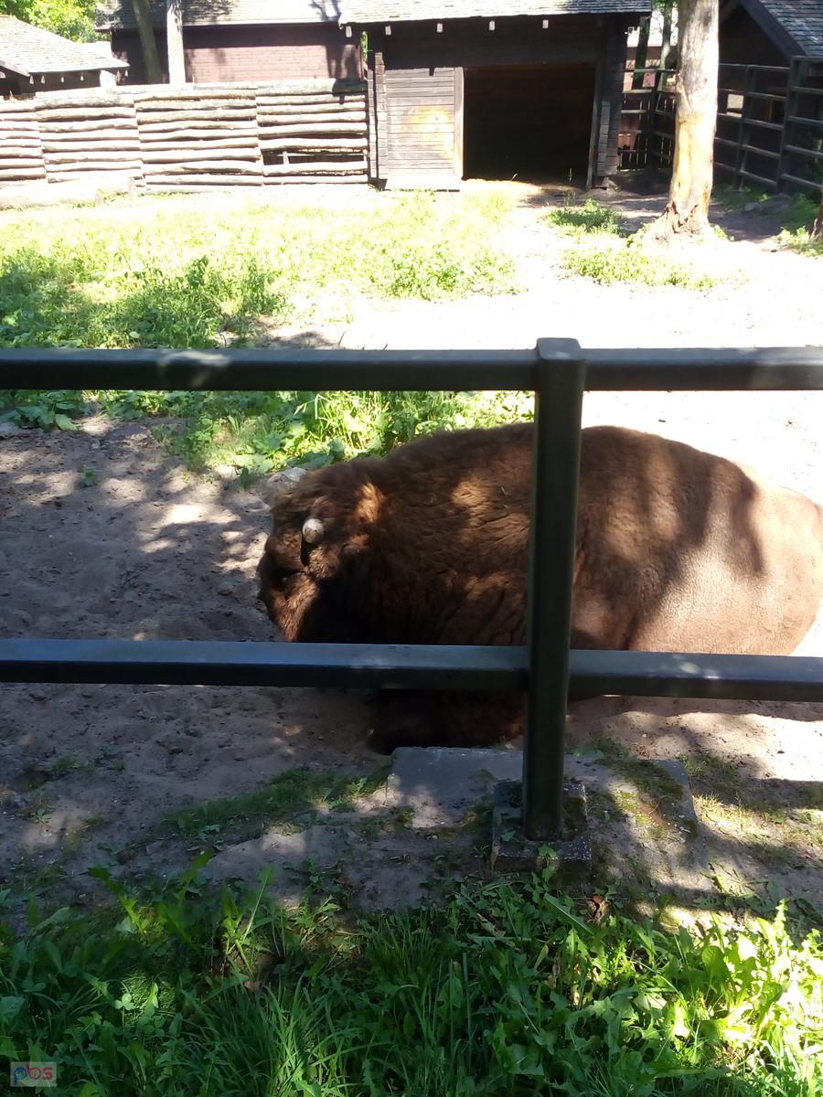 Podobno żubr dobry na upał...:)