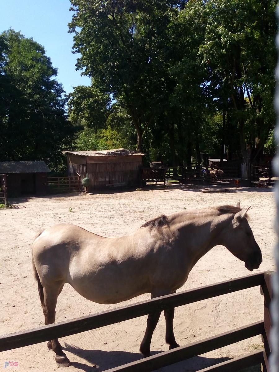 Konik polski