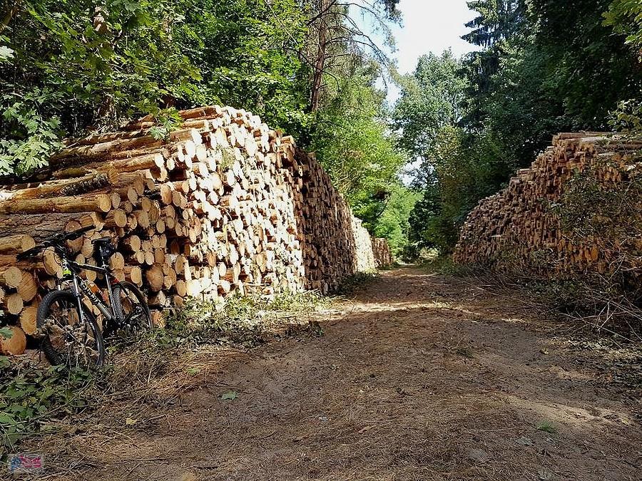 "Rzeź" w okolicy Rogowa