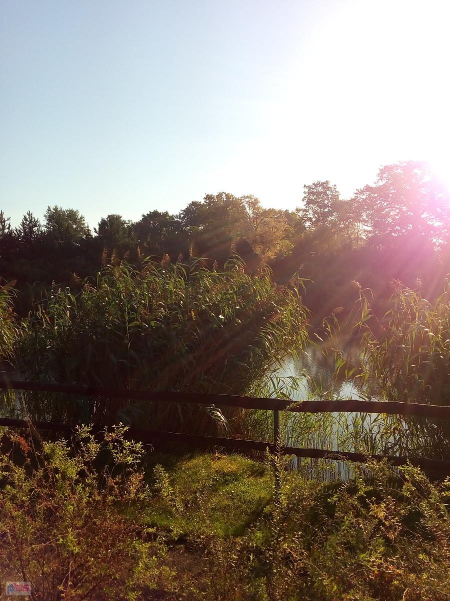 Obowiązkowo staw