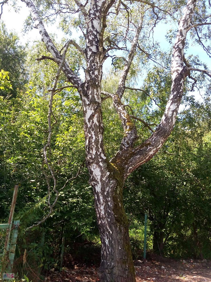 Ciekawe drzewo