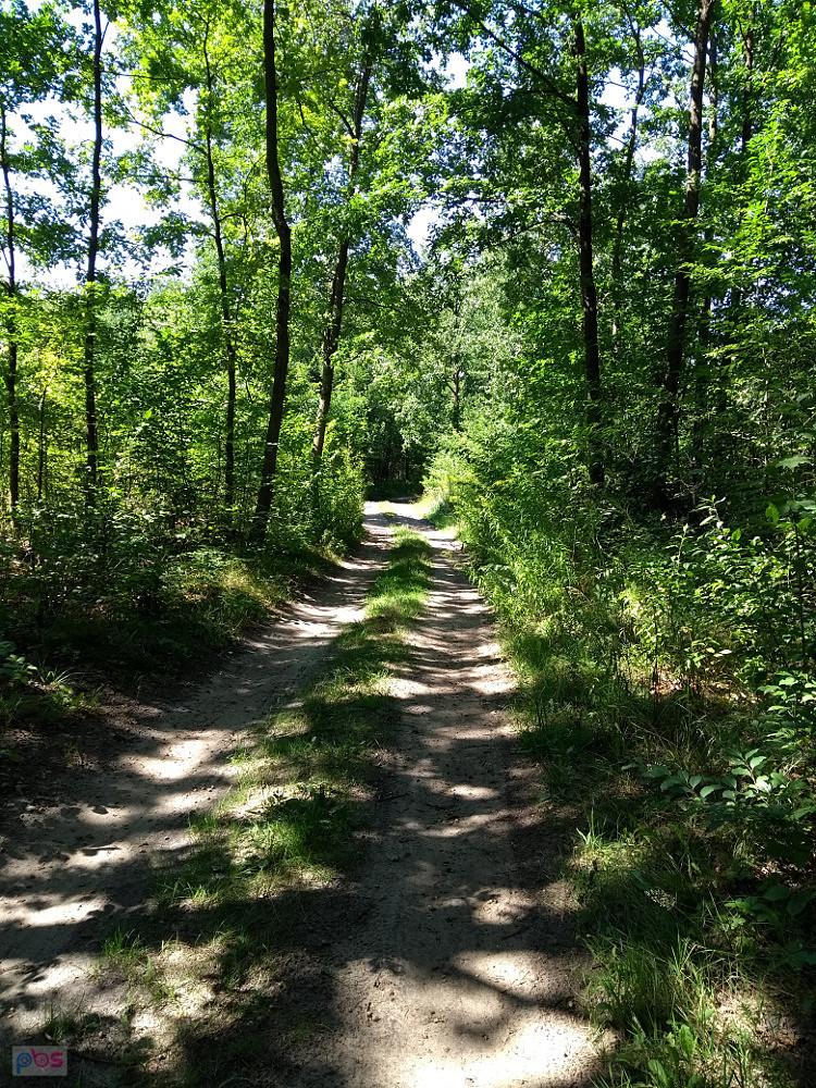 Rosanów - przez las.