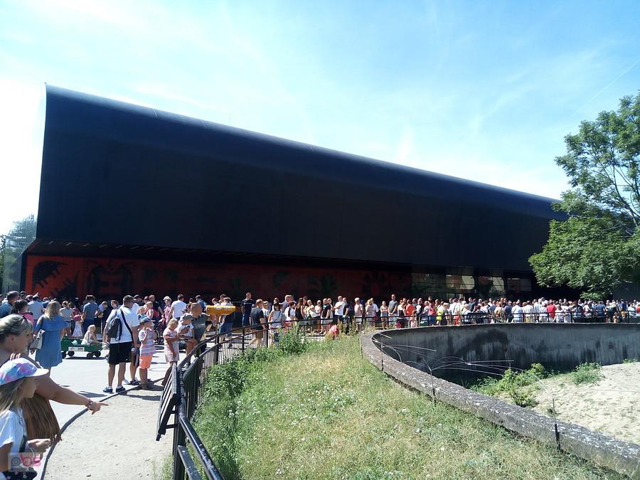kolejka przed Afrykarium