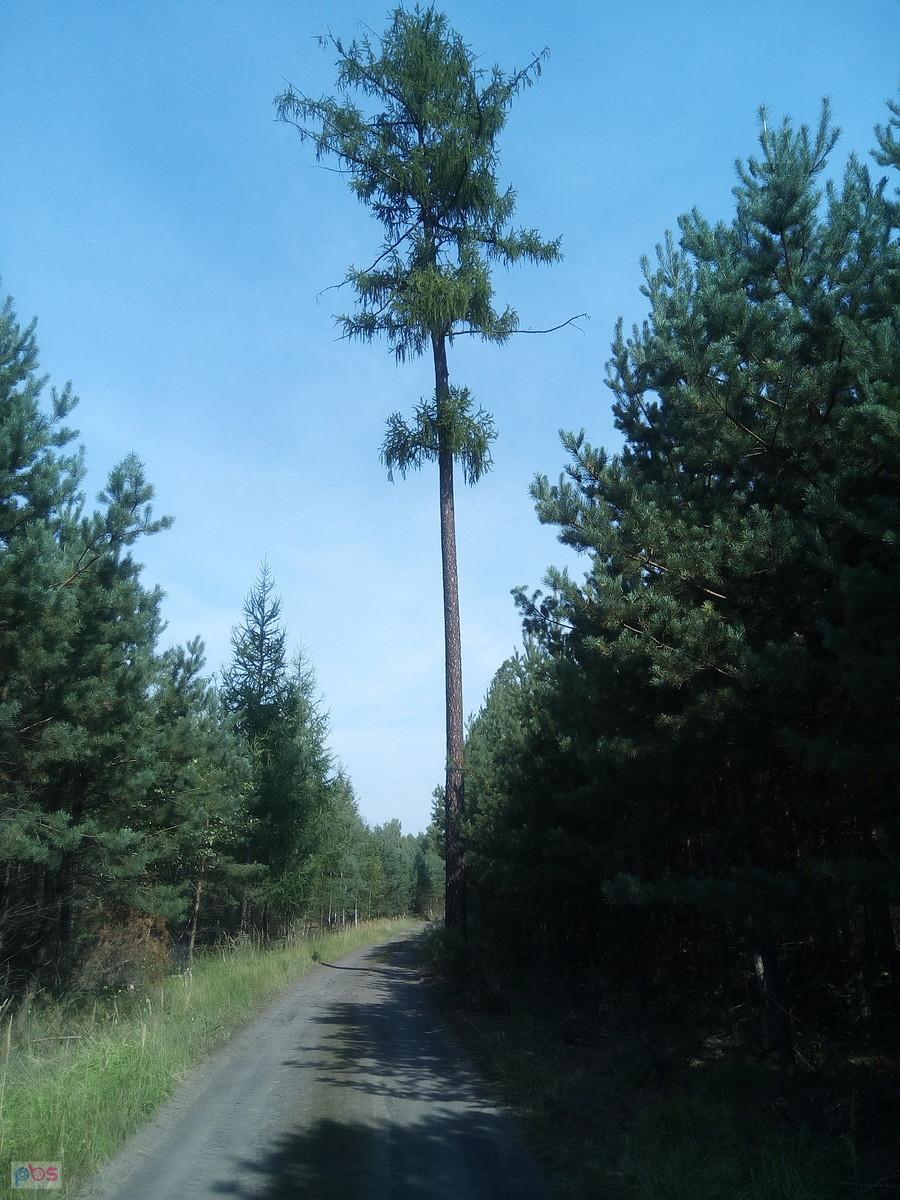 samotny jakiś