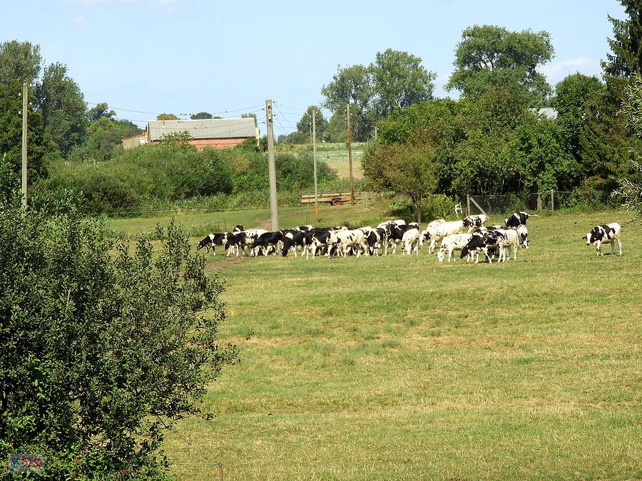 Stado krów na niemieckim pastwisku.