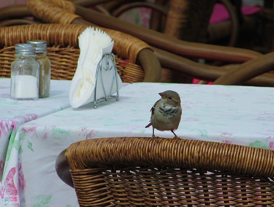 Wróbelek staromiejski