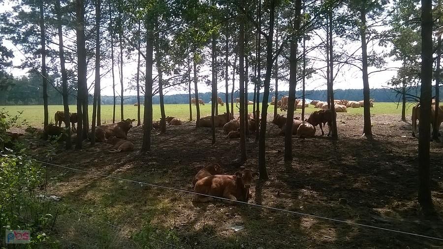 Wypoczywające stado byków