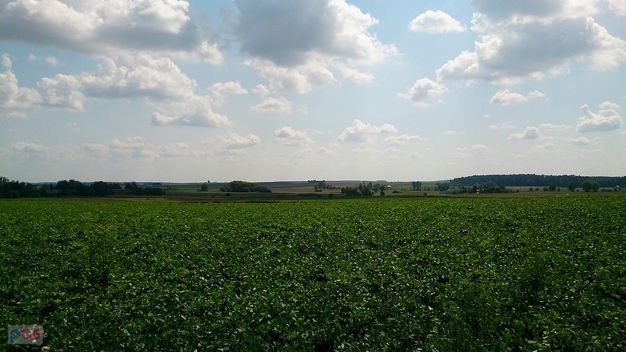 Widoki na pola koło Wojsławic