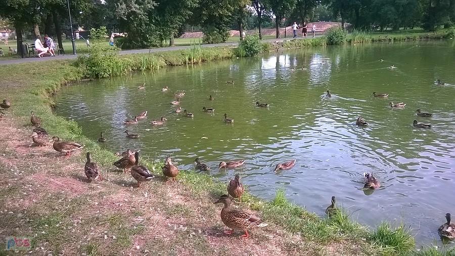 Dzike kaczki nad stawem w Blachowni