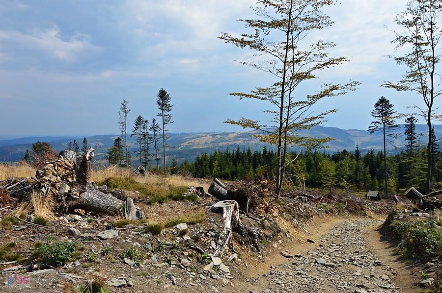 Widok na zjeździe z Biskupiej Kopy na Zlaté Hory