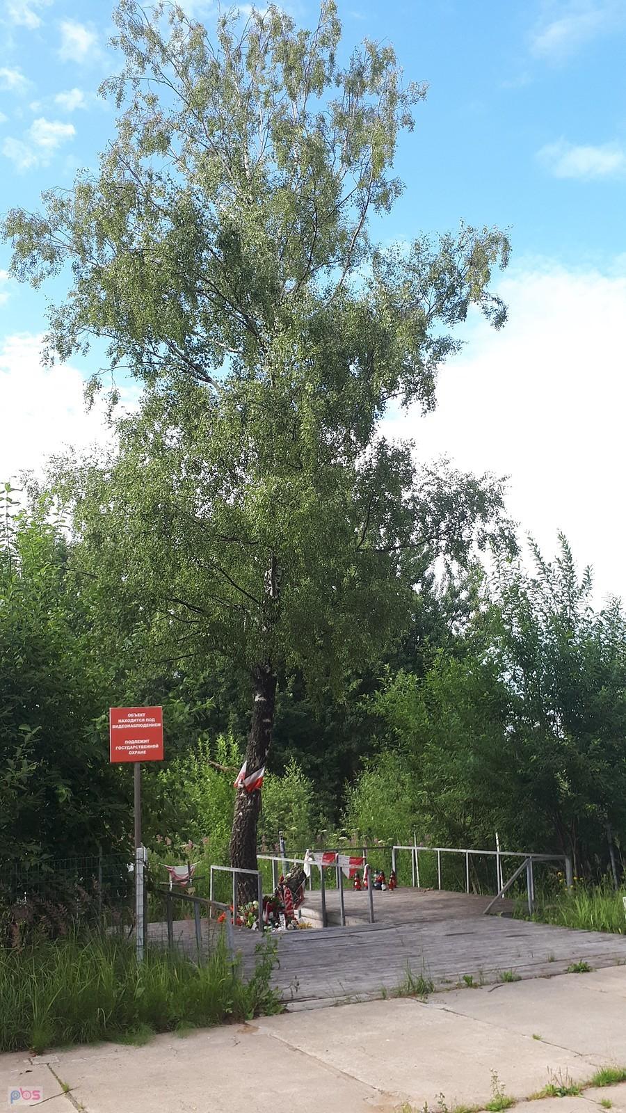 TA Smoleńska brzoza