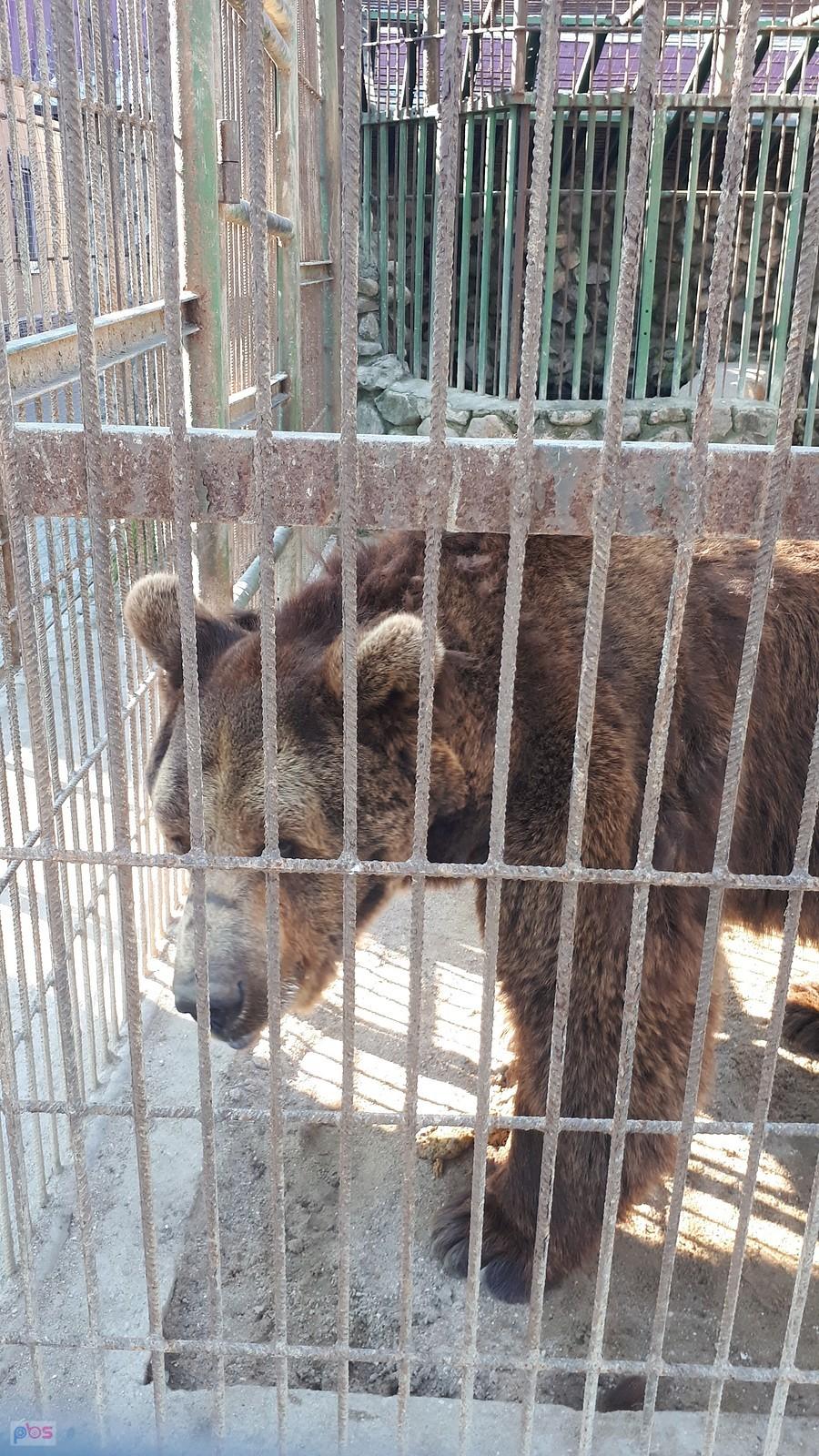 Jaki kraj takie zwierzęta pod domem