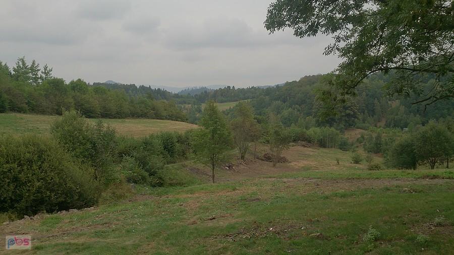 Pagókowaty teren