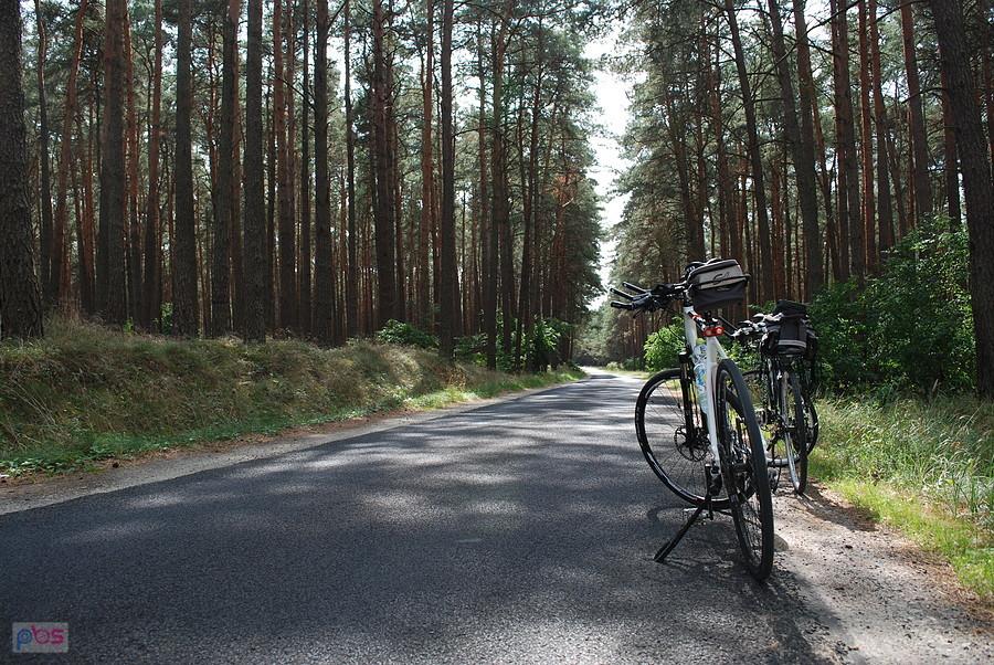 Piękna droga rowerowa przez las