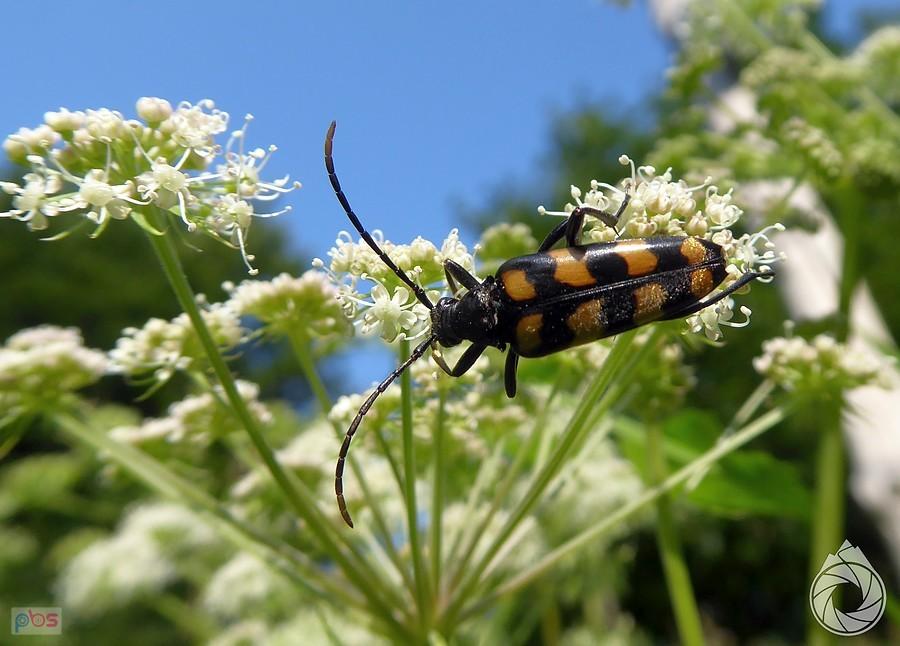 strangalia przepasana