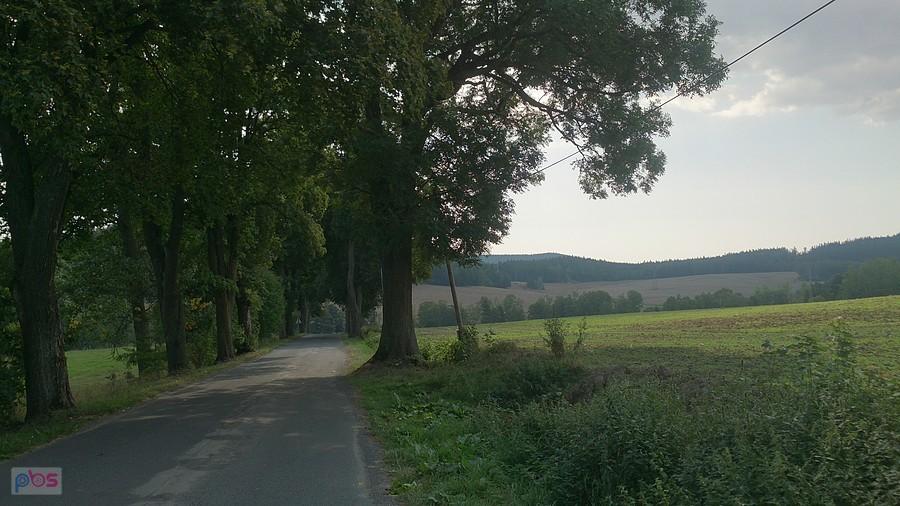 Lipowa dróżka