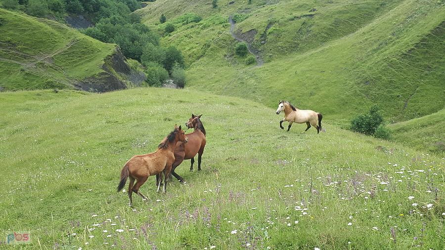 Koniki w drodze do Shatili