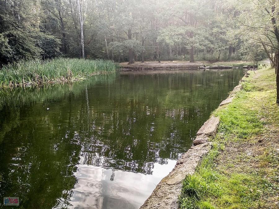 Powoli wraca życie nad tym stawikiem w lasku Makoszowskim