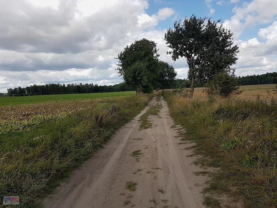 Początek drogi gruntowej don Dąbrowicy