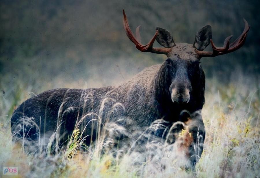 Kogo można spotkać na Podlasiu (foto Narwiański Park Narodowy)