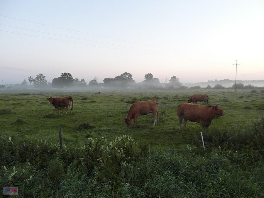 Nad ranem - Podlasie