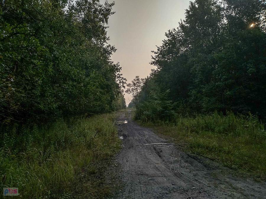 Przez lasy o świcie