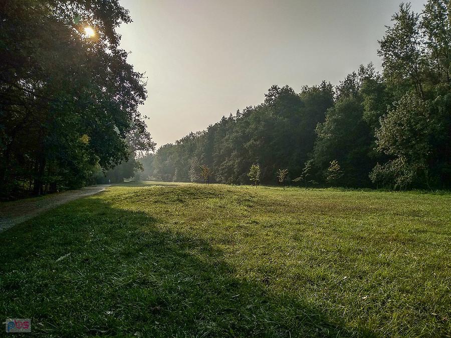 Poranek w Lasku Makoszowskim