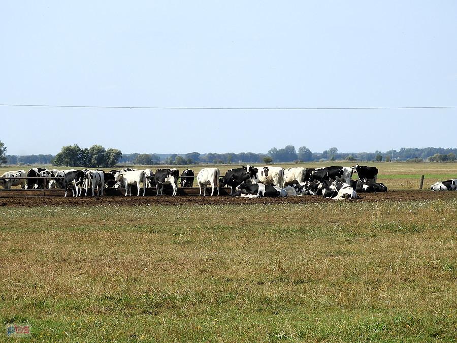 Kolejne stado krów, dziś spod Grunhof.
