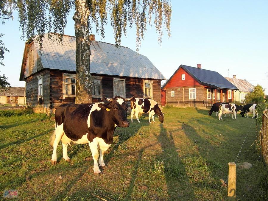 Podlaskie kliamty