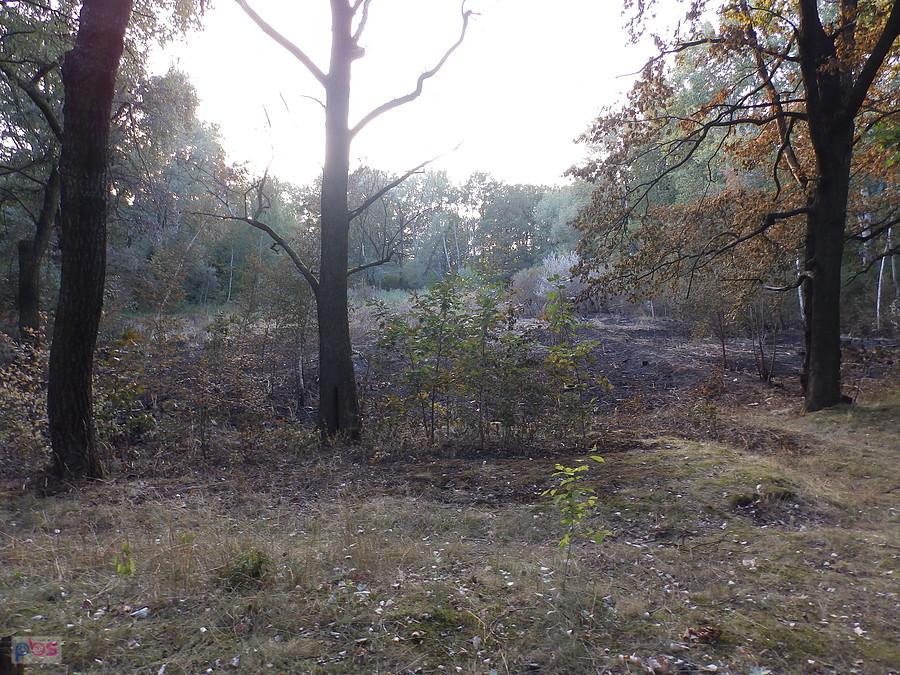 Pogorzelisko nad Stawem Pilczyckim