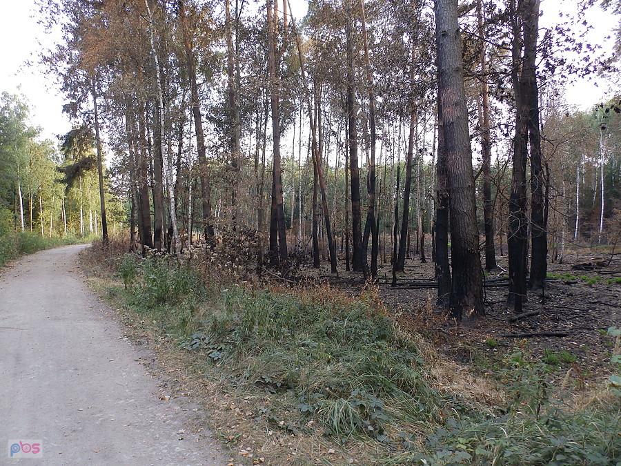 Po pożarze w Lesie Mokrzańskim I