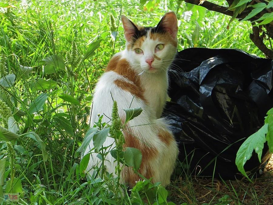 Trójkolorowy kociak z Woli