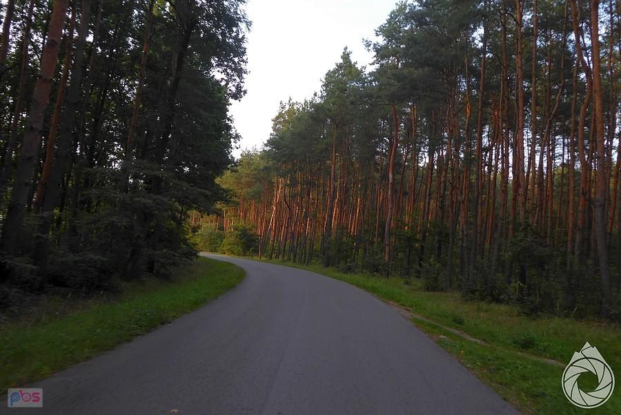 przez lasy plantacji