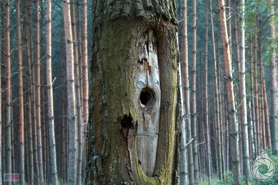 drzewo z dziuplą śmierci
